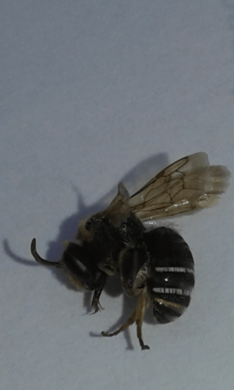 Apidae Halictinae ; Nomiapis sp.? S, Nomiapis diversipes, maschio